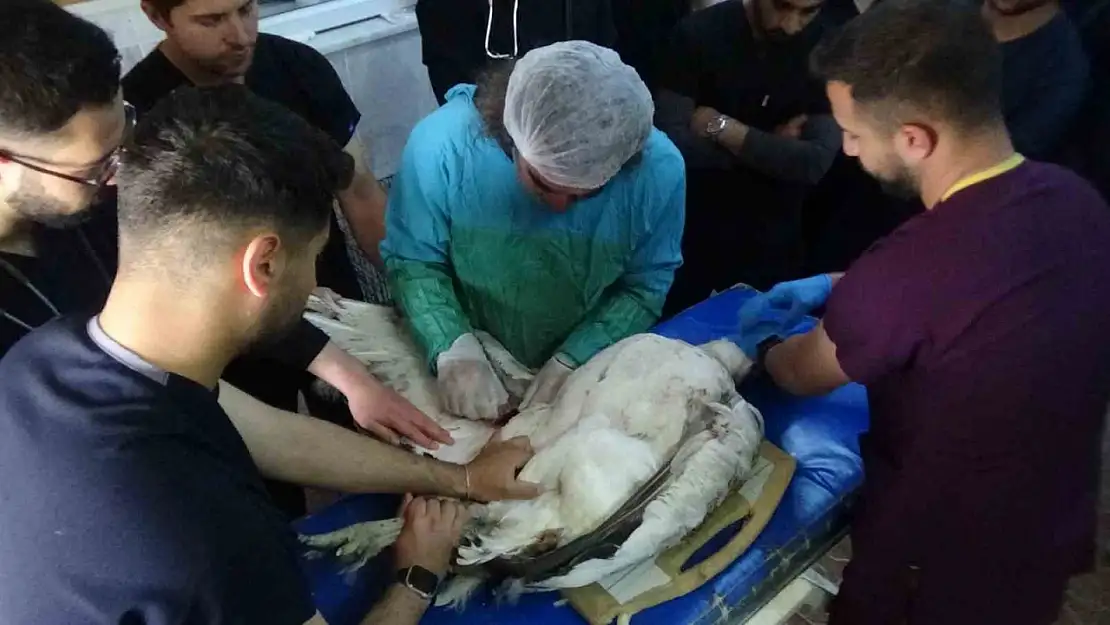 Ateşli Silahla Yaralanan Toy Kuşu, Van'da Tedavi Altına Alındı!