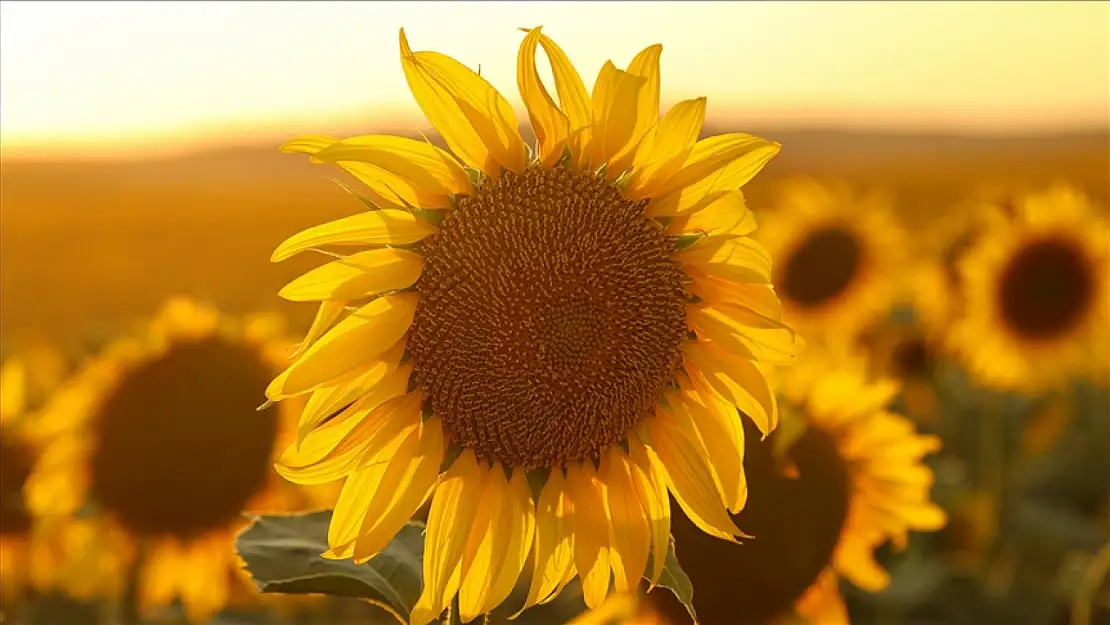Ayçiçeği tohumu ithalatında yeni oranlar belli oldu