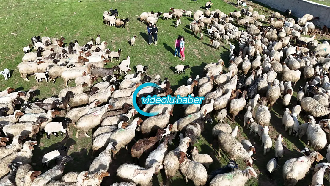 Baharın en güzel buluşması Ahlat'ta yaşandı koyunlar yavrularına koştu