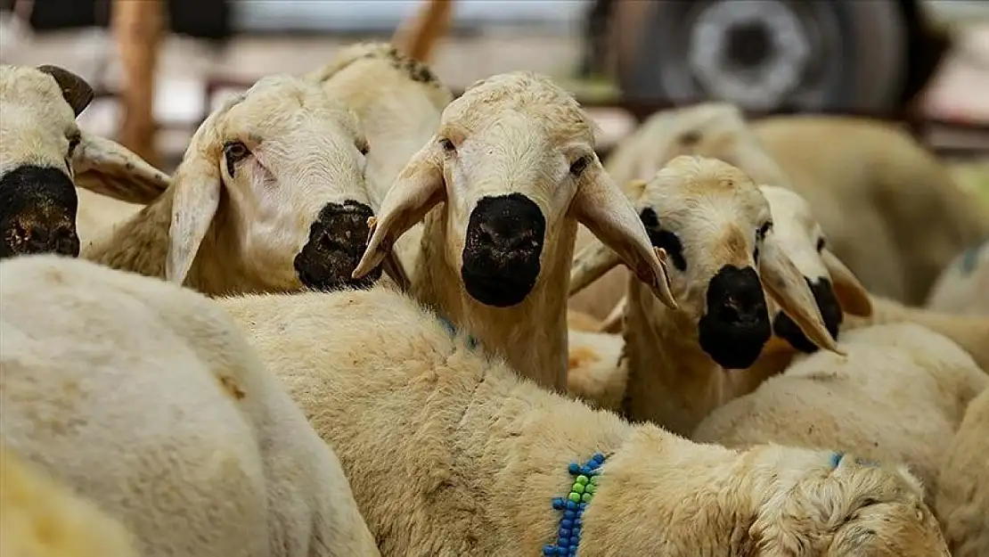 Bayramdan önce kesilen kurban sayılmıyor mu? Diyanet'ten net açıklama