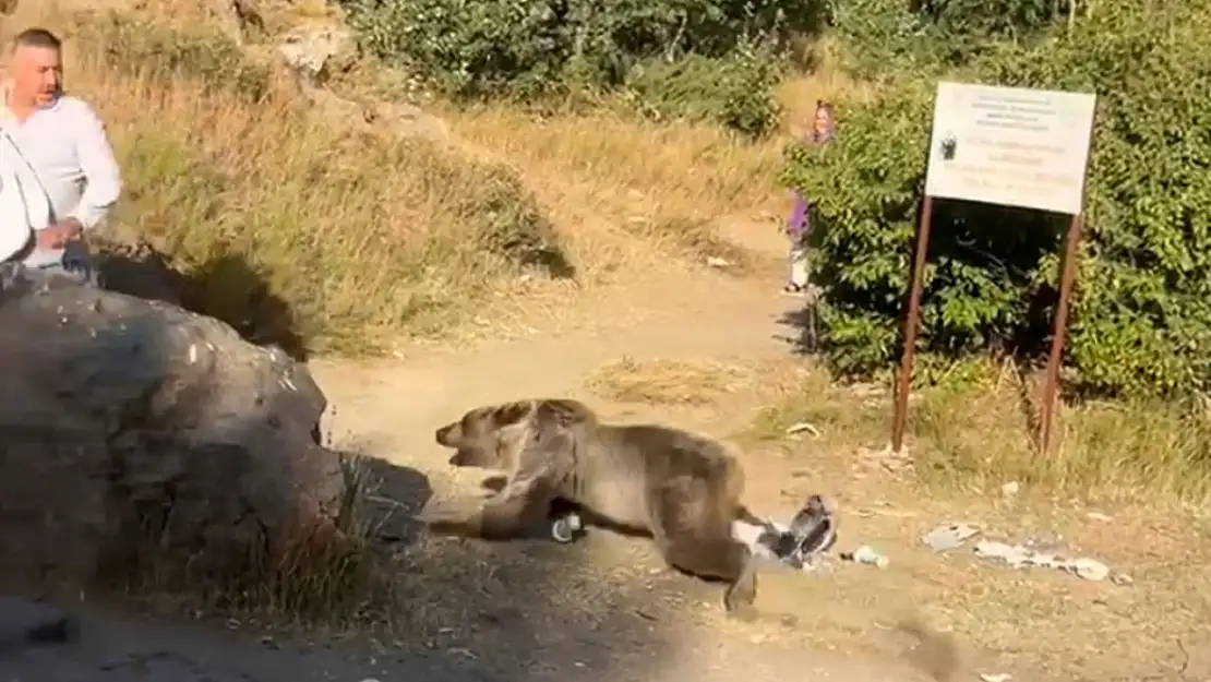 Bebekle Kucaklaşan Anne Ayı Saldırısına Maruz Kaldı!