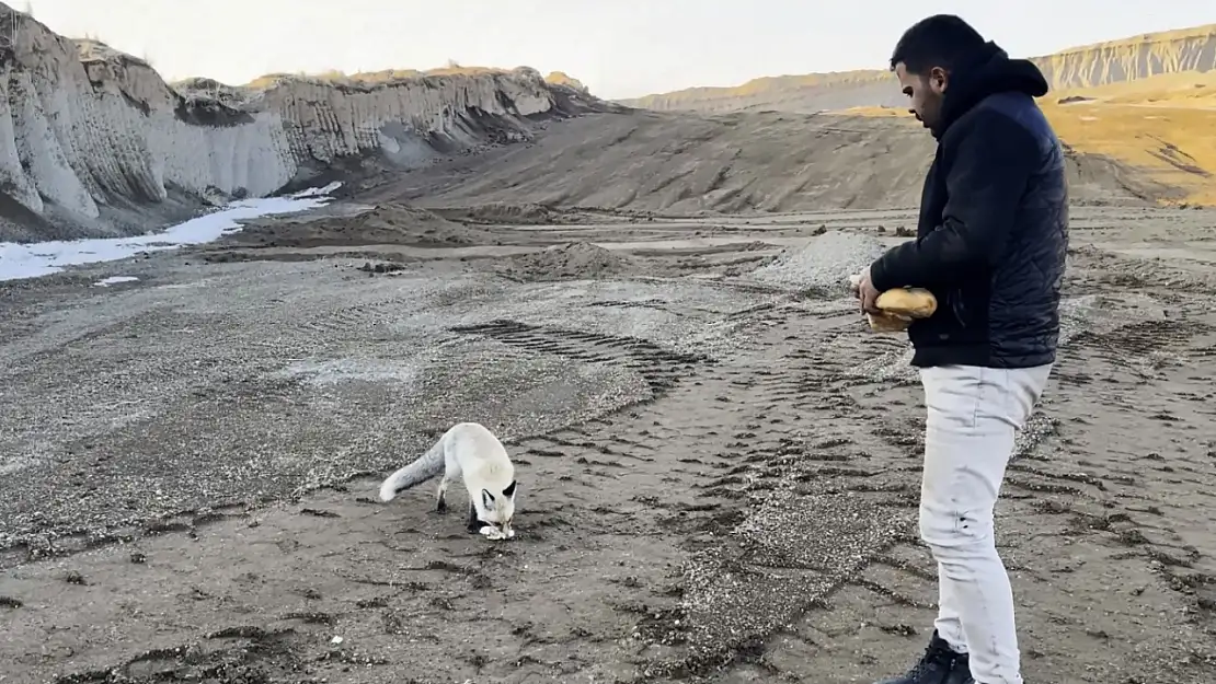 Bitlis'te pomza madeni çalışanlarının tilkiyle 2 yıllık dostluğu