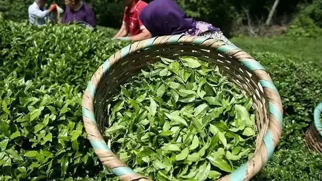 ÇAYKUR, 1500 Yeni İşçi Alımı İle İlgili Kura Sonuçlarını Açıkladı: İsim Listesine Erişin!
