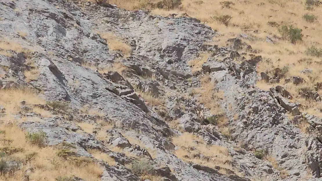 Cilo Dağı'nda nadir dağ keçileri görüntülendi, doğaseverler için keyifli bir keşif gerçekleştirildi
