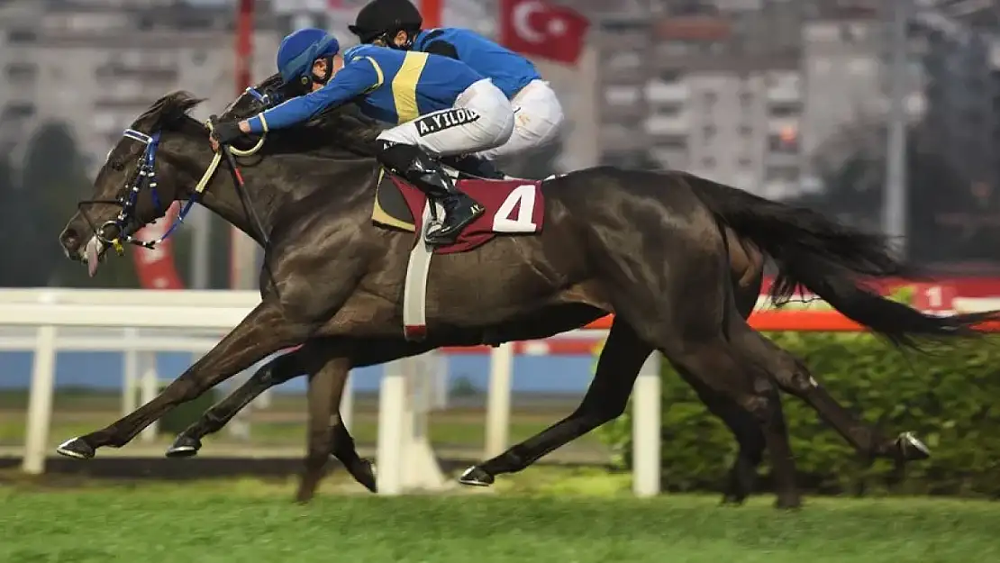 Dejavu Atı Sahibi Kimdir?