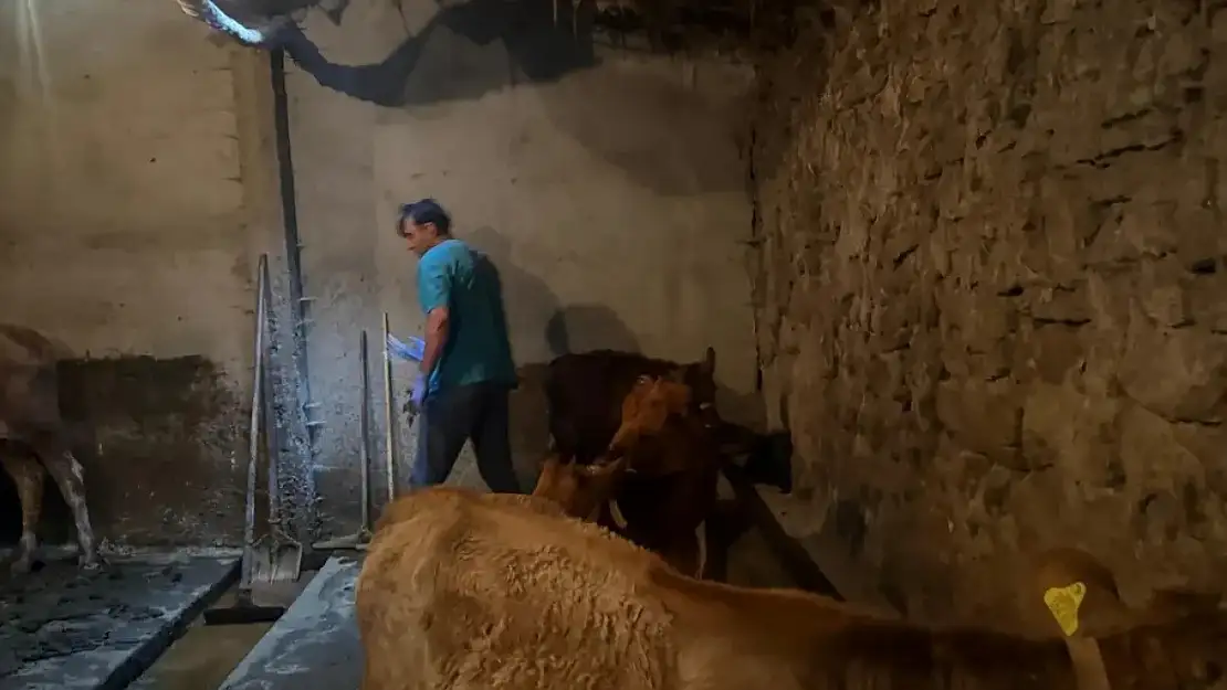 Diyadin'de hayvancılık için kritik hamle: Aşılama devam ediyor