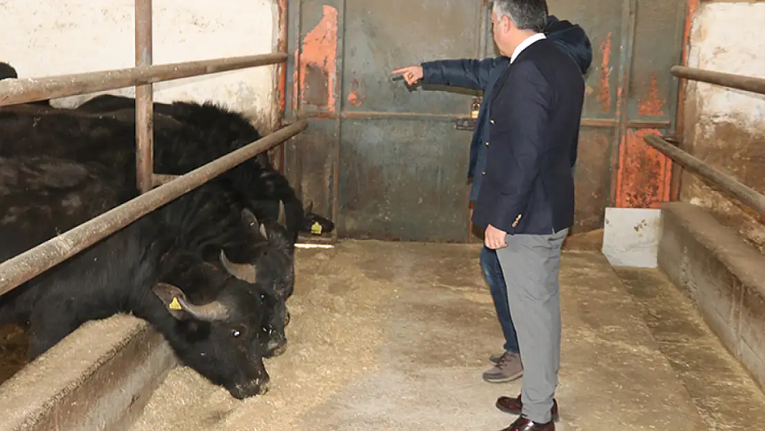 Diyarbakır'da İtalyan mandaları üreticilerle buluşuyor