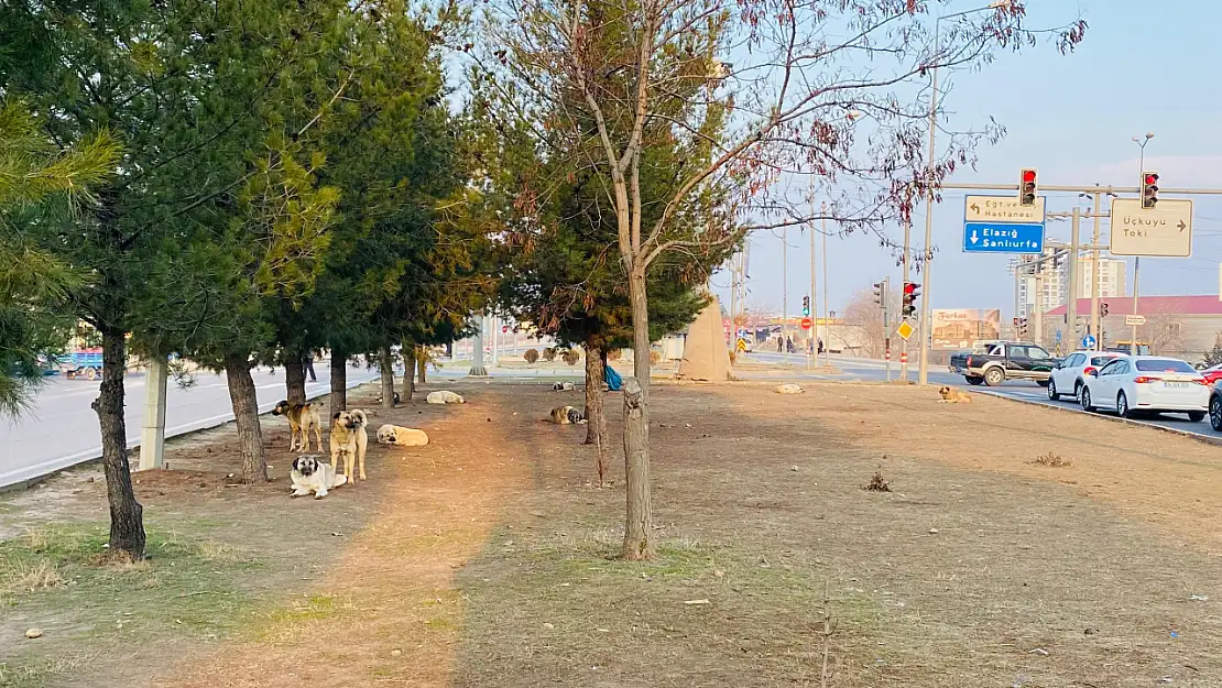 Diyarbakır'da köpek saldırısına uğrayan çocuk yaralandı