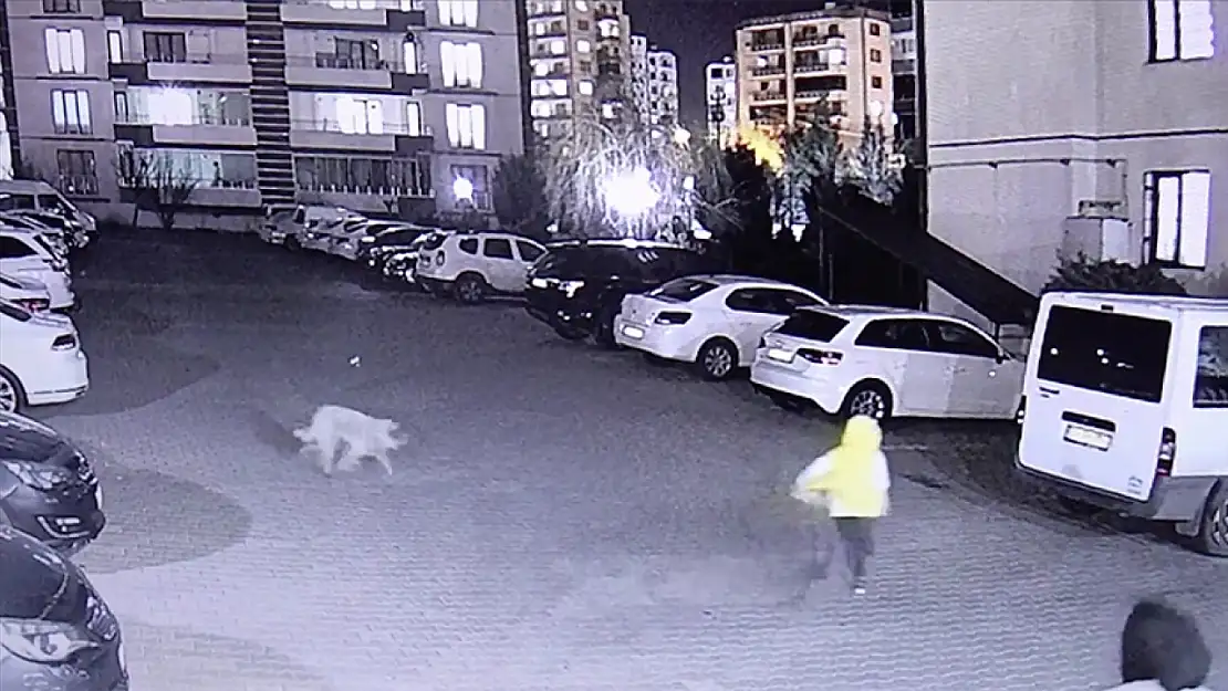 Diyarbakır'da sahipsiz köpek saldırısı: 3 yaralı