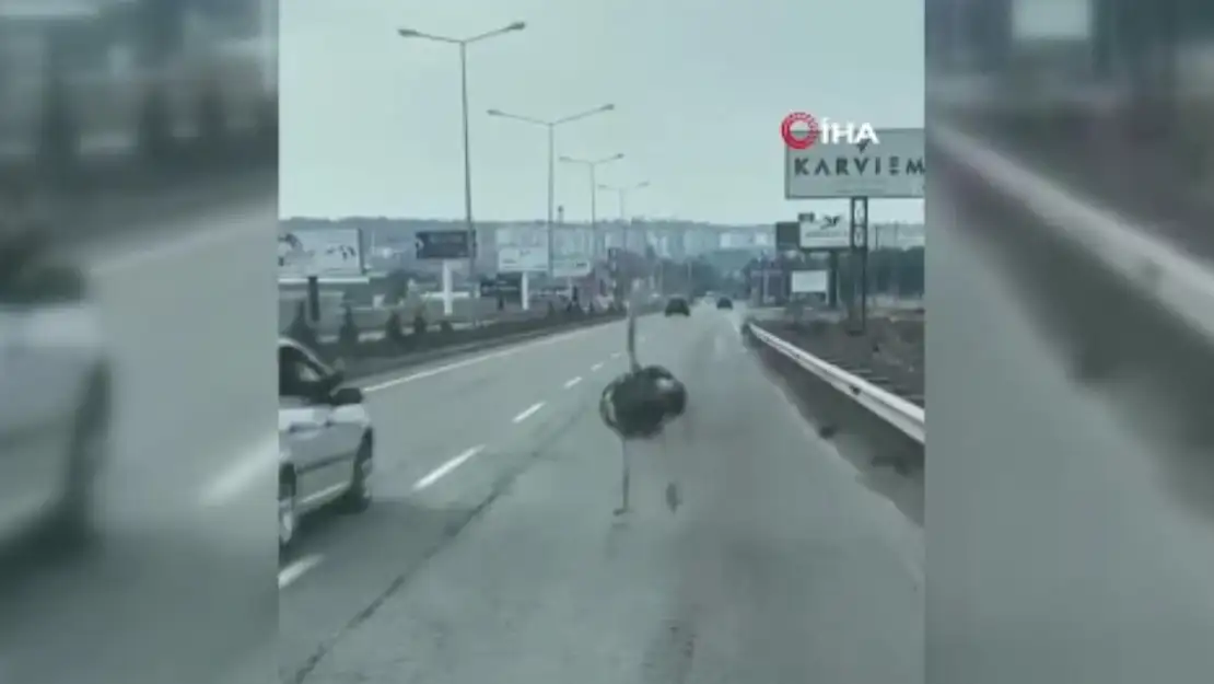 Diyarbakır'da trafikte deve kuşu şaşkınlığı