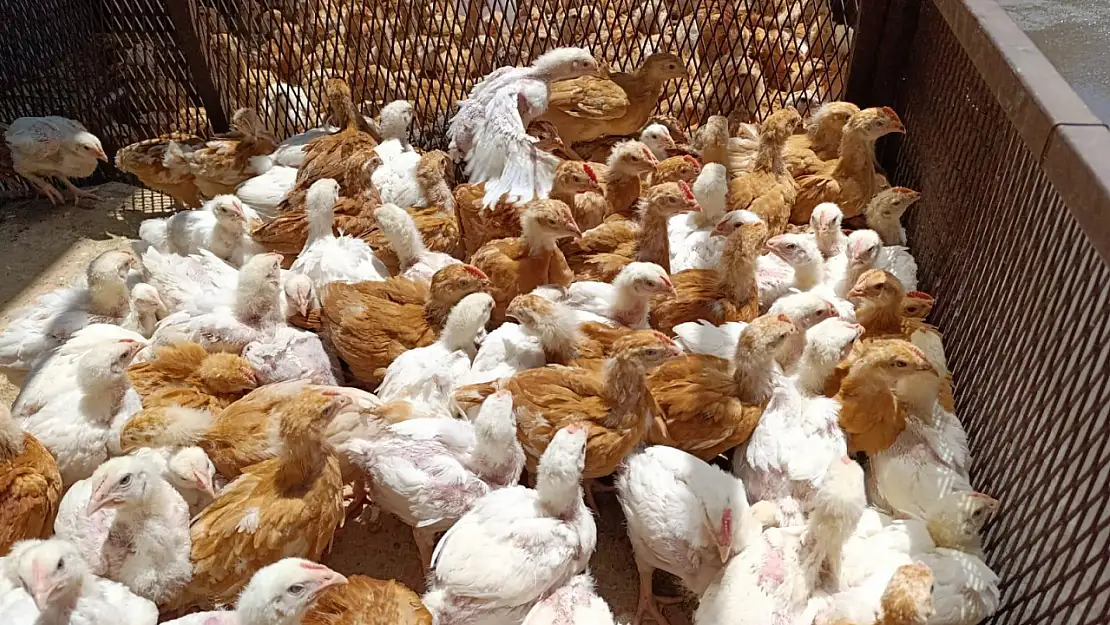 Diyarbakır'dan Ağrı'ya getirilen kazlar pazarı hareketlendirdi