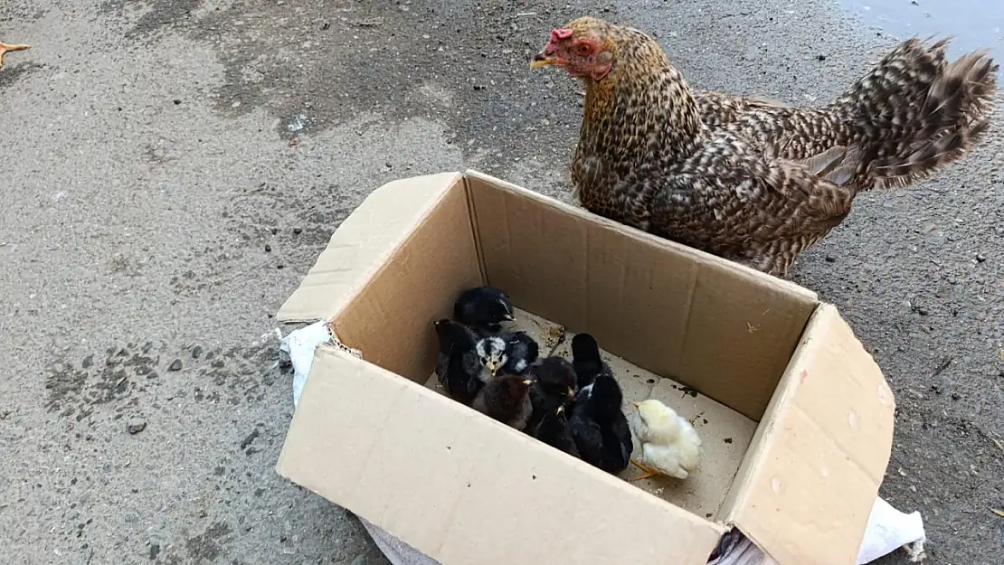 Doğal yollarla yetiştirilen tavuk ve civcivler Ağrı pazarında alıcı buluyor