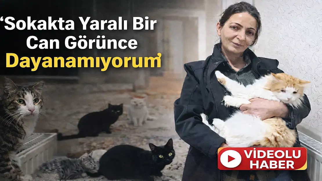 Doğubayazıt'ta bu evin kapısı çalındığında 'Miyav' sesleri yükseliyor