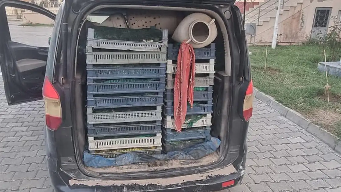 Doğubayazıt'ta kurbağa avcılarına jandarmadan baskın!