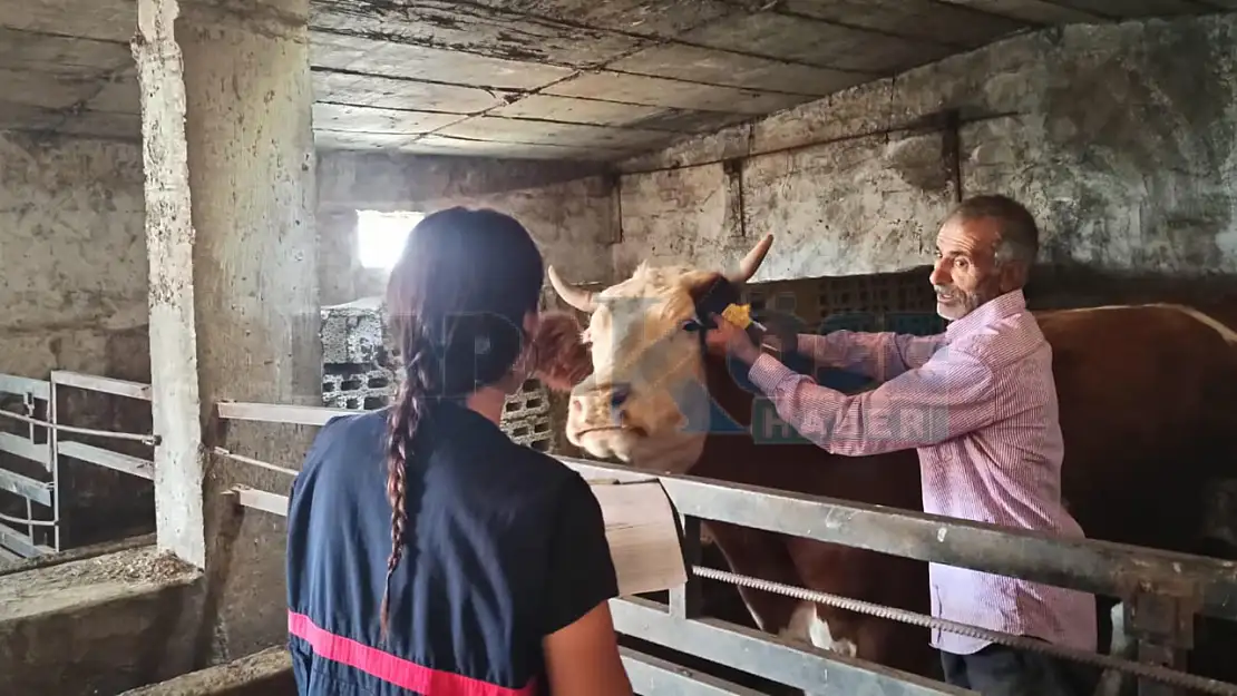 Doğubayazıt'ta şap hastalığına karşı aşı seferberliği devam ediyor