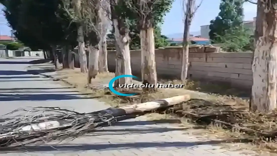 Doğubayazıt'ta uyarılara rağmen ateş yakıldı: Ağaçlar tutuştu, biri yola devrildi