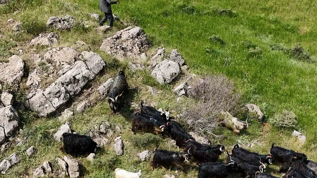 Dron Taramasıyla Kaybolan 26 Kurbanlık Keçi Bitlis'te Bulundu!