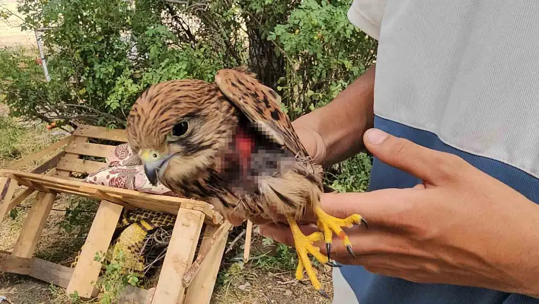 Duyarlı Vatandaş, Yaralı Atmacayı Besleyerek Yetkililere Ulaştırdı