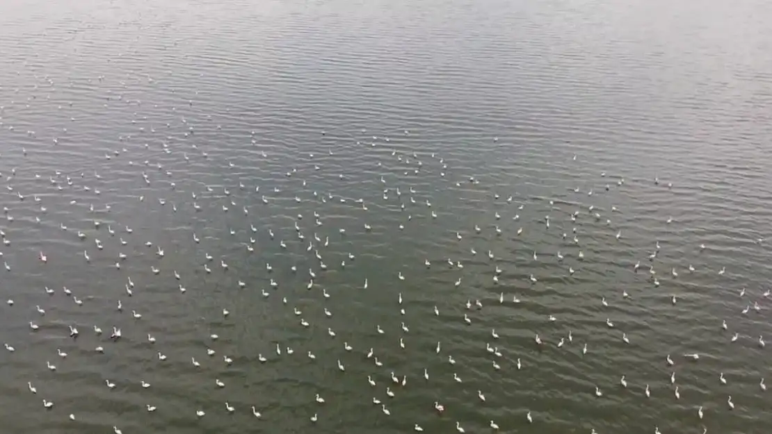Erçek Gölü'nün Narin Misafirleri Flamingolar Dönüş Yaptı