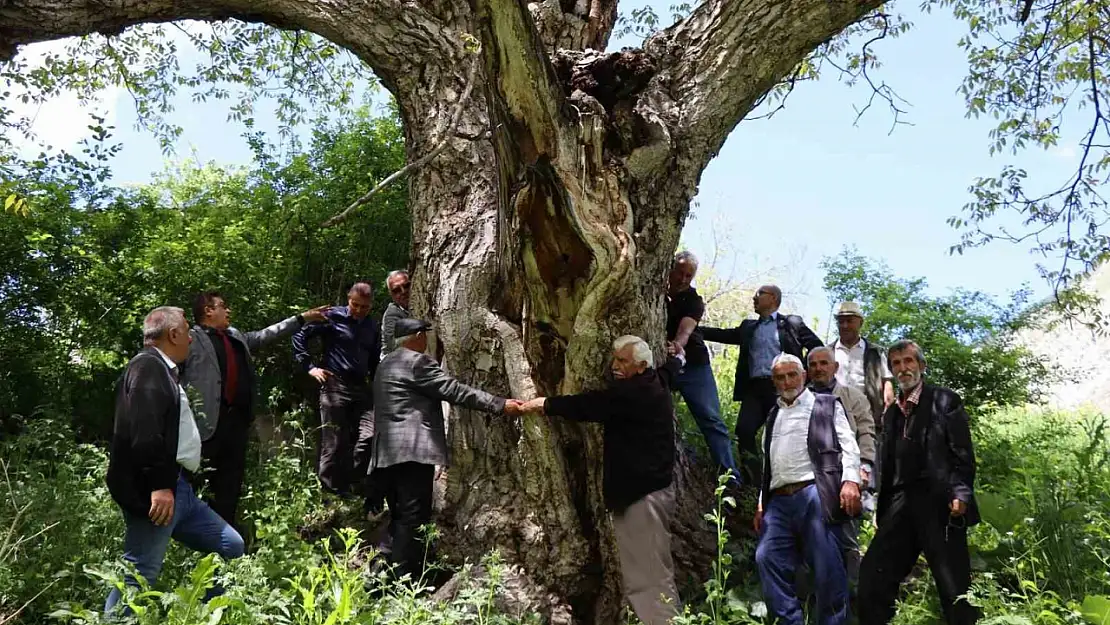 Erzurum'da 300 Yıllık Ceviz Ağacı Hala Sapasağlam Ayakta
