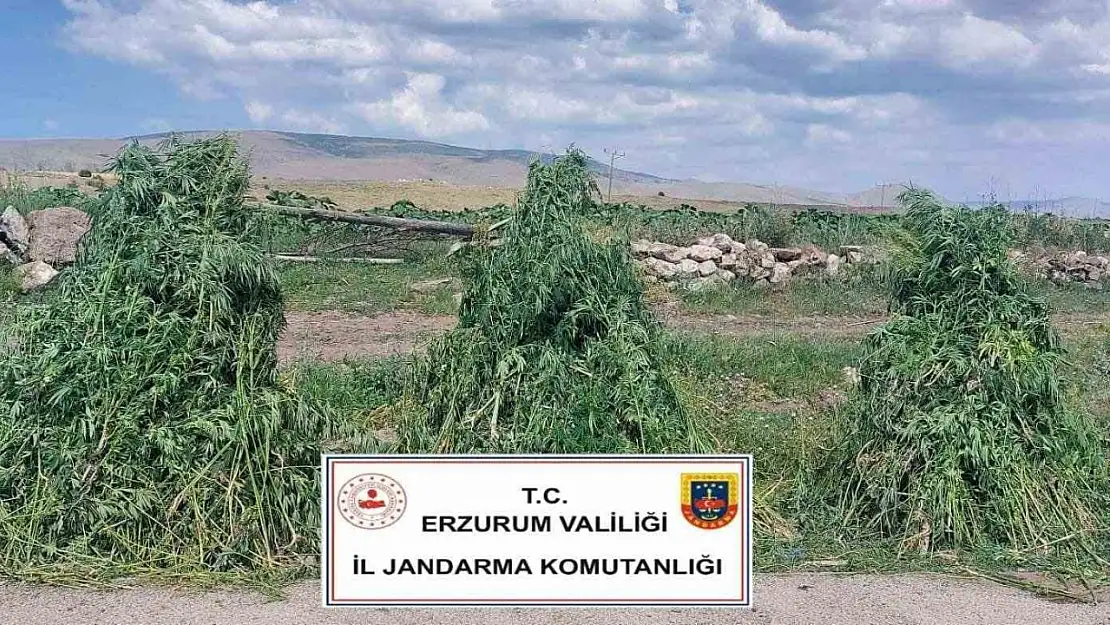 Erzurum'da 401 Bin Kök Kenevir Ele Geçirildi, İmha İşlemi Gerçekleştirildi