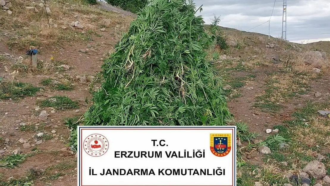 Erzurum'da 720 Kök Kenevir Ele Geçirildi, 8 Şüpheliye İşlem Başlatıldı