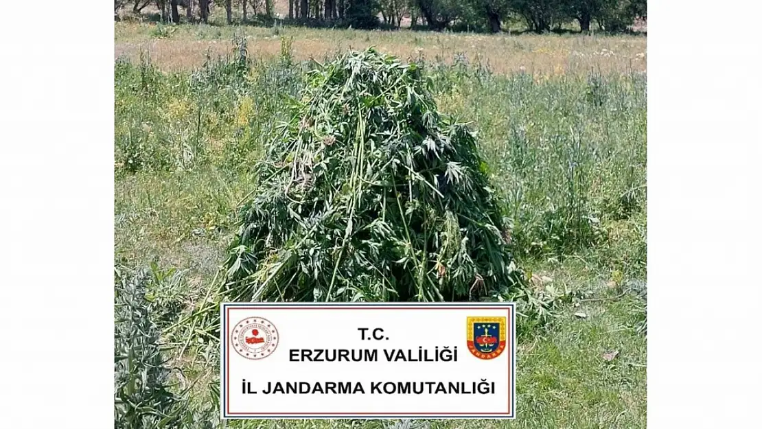 Erzurum'da 867 Adet Kenevir Bitkisi Yakalandı, Operasyon Başarıyla Gerçekleştirildi!
