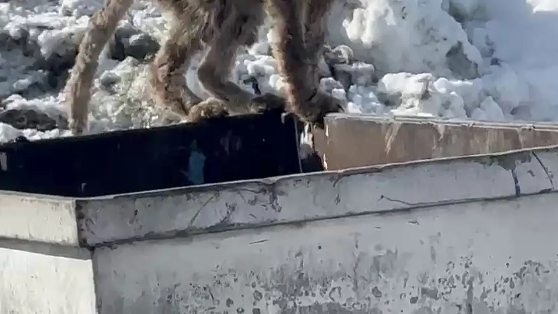 Erzurum'da aç kalan tilki çöp konteynerinde yiyecek aradı