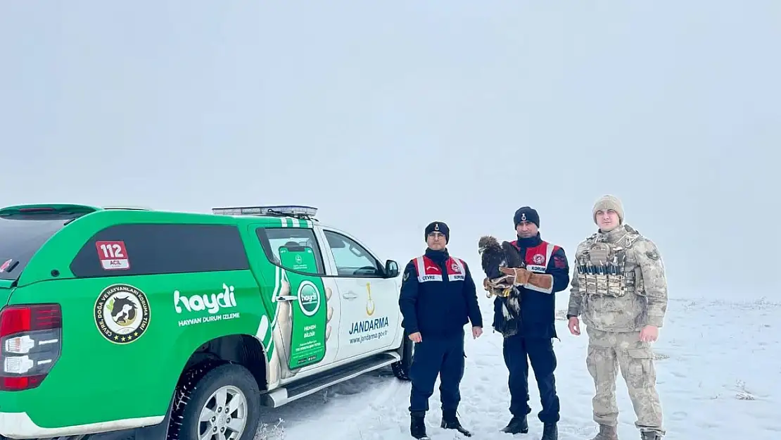 Erzurum'da bitkin bulunan kartal koruma altına alındı