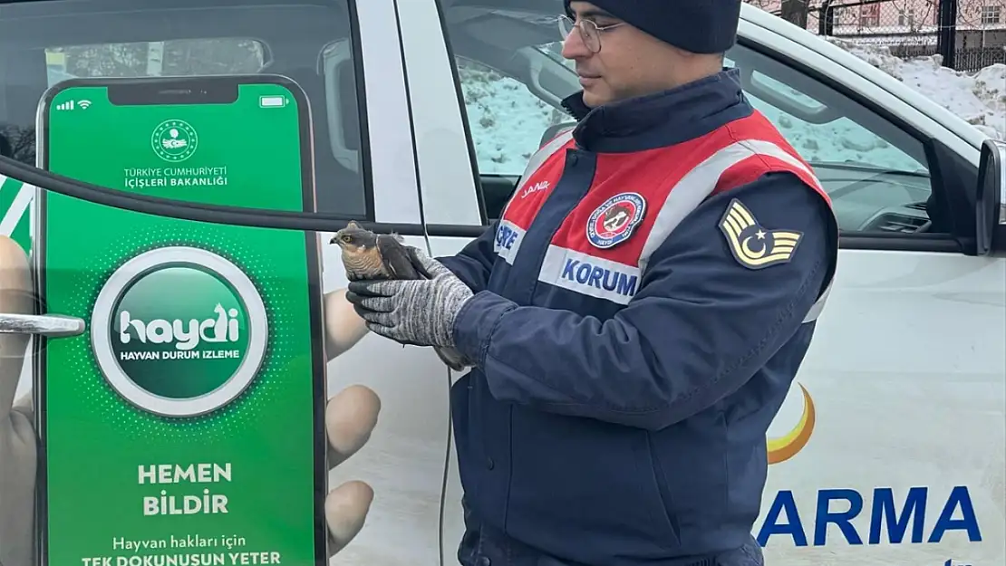 Erzurum'da bitkin halde bulunan atmaca tedavi altına alındı