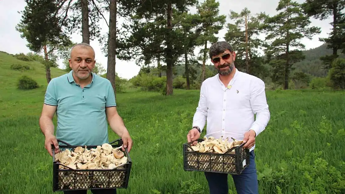 Erzurum'da Mantar Alarmı Vatandaşlara Zehirlenme Uyarısı