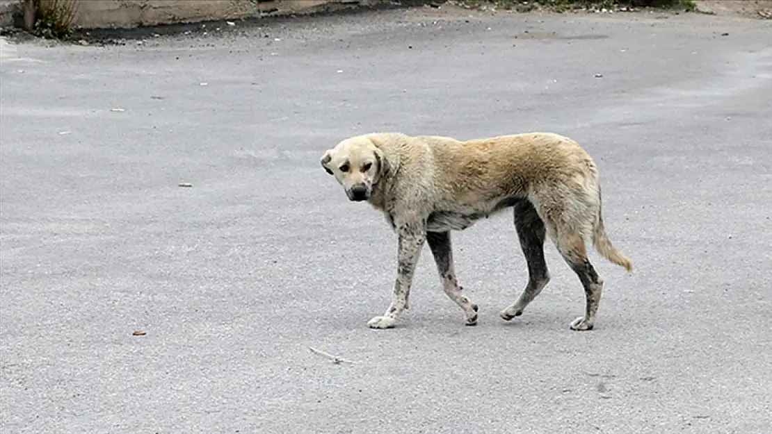 Erzurum'da sahipsiz köpeklerin saldırdığı çocuk ağır yaralandı