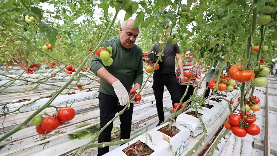 Erzurum'da soğuk havalarda jeotermal seralarda domates üretimi