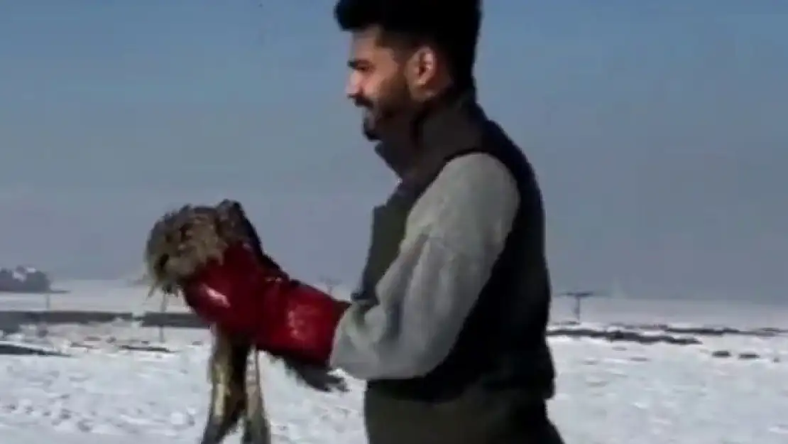 Erzurum'da tedavileri tamamlanan kara çaylaklar doğaya salındı