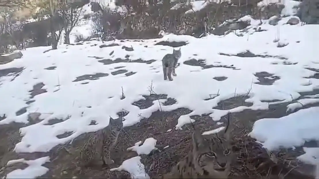 Erzurum'da vaşakların koruma altına alınması talep ediliyor