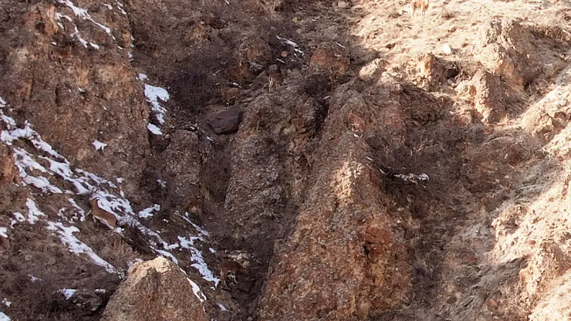 Erzurum'da yaban hayatının nadide üyeleri görüntülendi