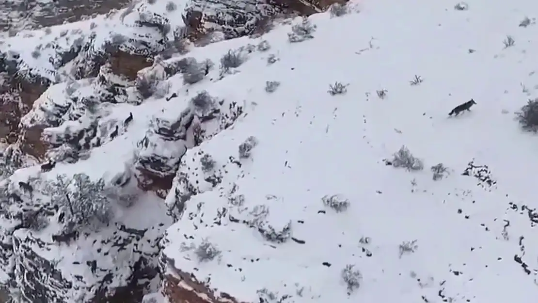 Erzurum'da yaban keçileri ve kurt aynı karede görüntülendi