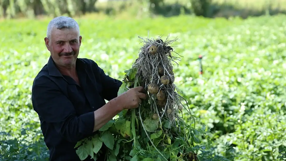 Erzurum'da yerli patates tohumları geliştiriliyor, verimlilik artıyor!