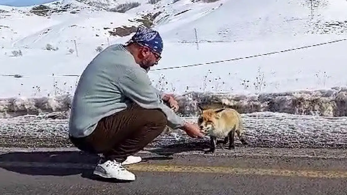 Erzurum'da yol kenarında gördüğü tilkiyi eliyle besledi