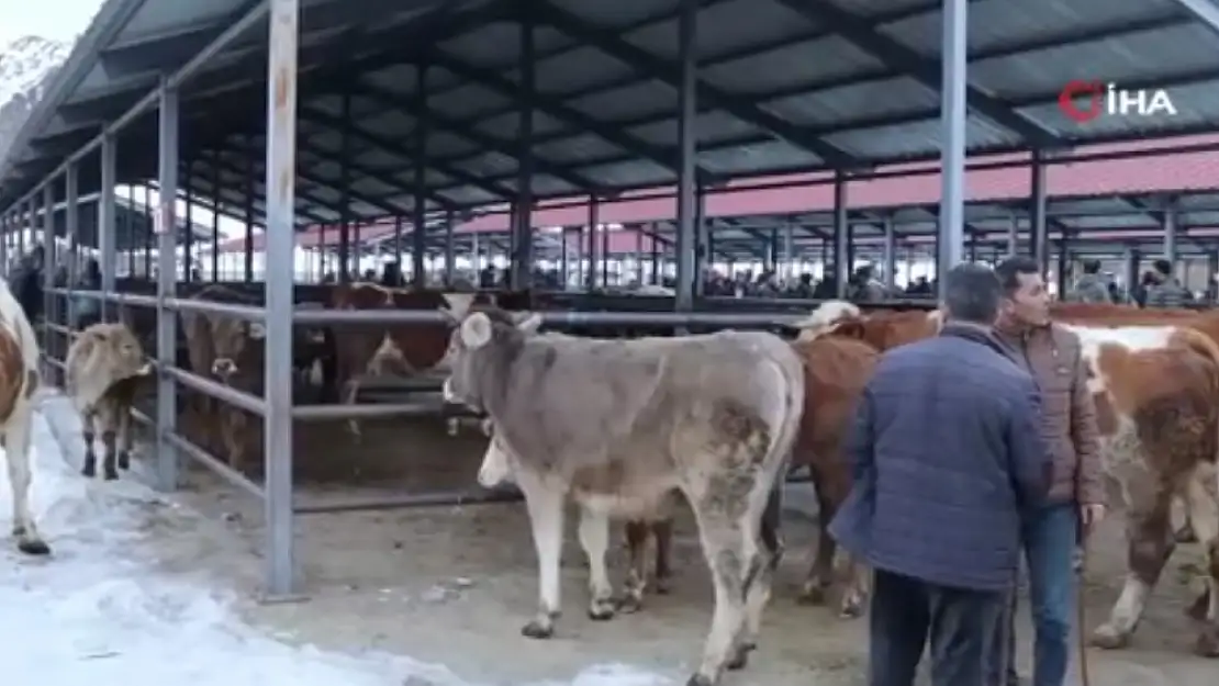 Erzurum Oltu'da hayvan pazarı yeniden faaliyette