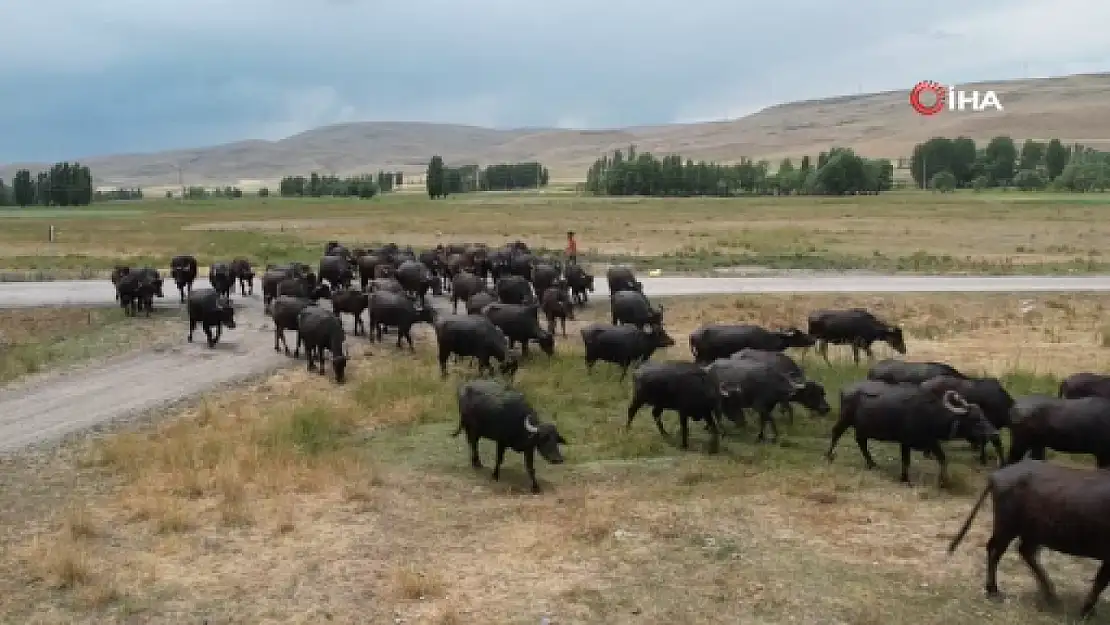 Erzurum Ovası: Afrika Manzaralarını Aratmayan Görüntüler
