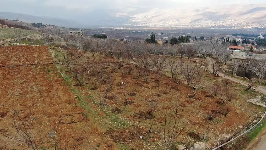 Esad rejiminin devrilmesiyle tarım yeniden canlanıyor