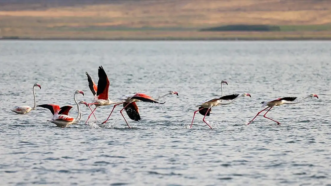 Flamingolar Van Gölü'nde Görsel Bir Şenlik Sunuyor