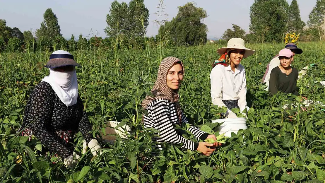 Gevaş Fasulyesi'nin Değeri Girişimci Kadınlarla Büyüyor