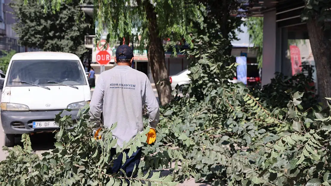 Iğdır'da Ağaç Budama Faaliyetleriyle Estetik ve Güvenlik Artıyor