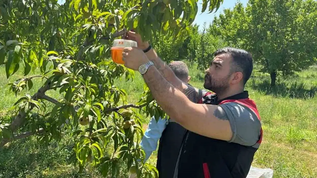 Iğdır'da Akdeniz meyve sineğine karşı mücadele başlatıldı, üreticiler bilgilendiriliyor!
