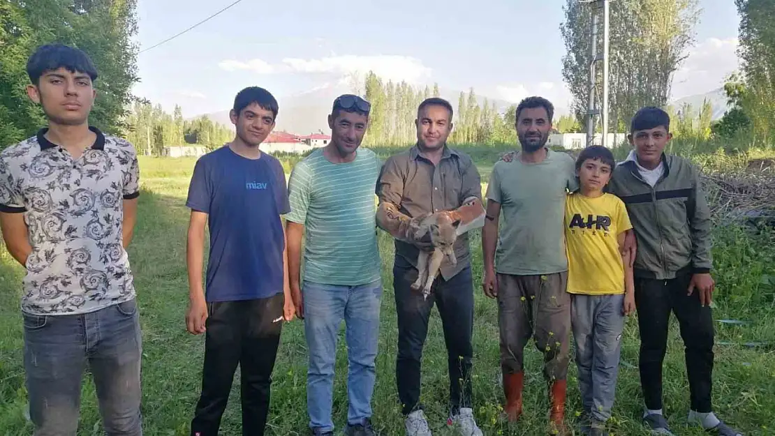 Iğdır'da Bitkin Tilki, Duyarlı Vatandaşlar Tarafından Kurtarıldı ve Doğaya Bırakıldı