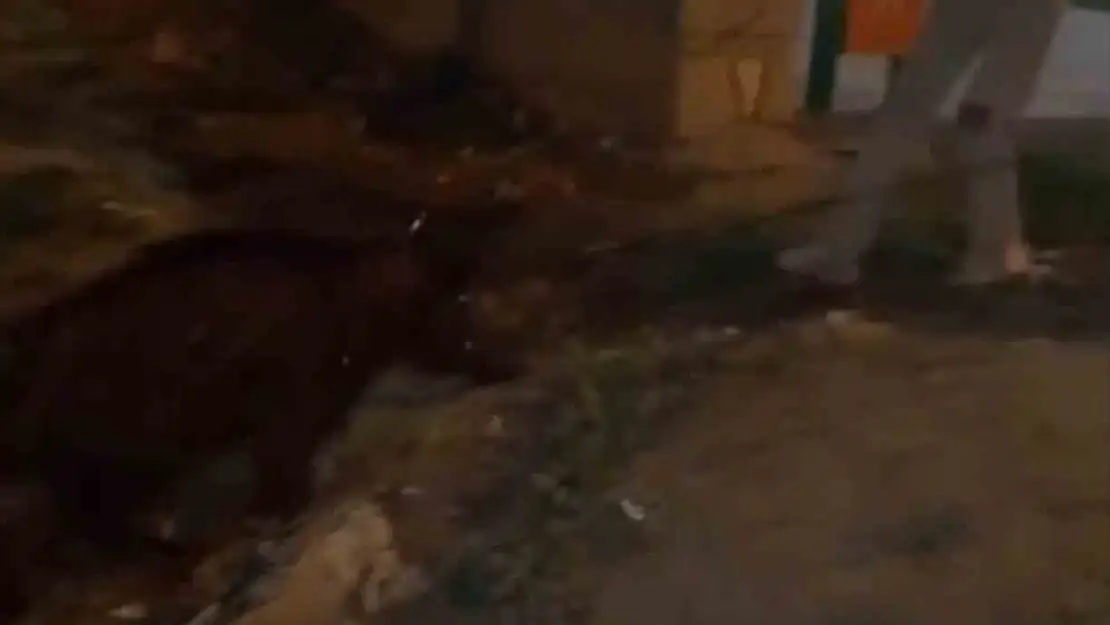 Iğdır'da Gençlerin İnsani Kurtarma Hamlesi: Yürüyüş Sırasında Yaban Domuzlarını Kurtardılar