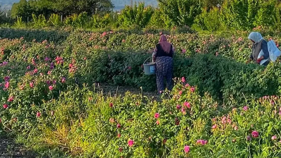 Iğdır'da Kızıl Gül Hasadı: Avos Organics ile Dünya Pazarına Açılıyor