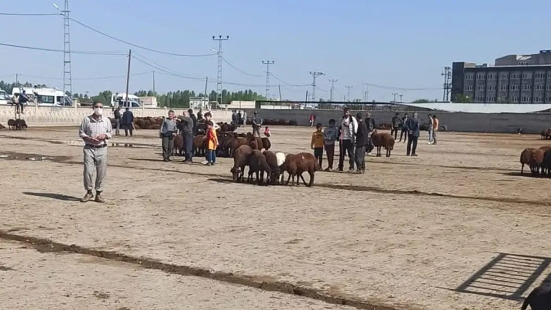 Iğdır'da şap hastalığı alarmı